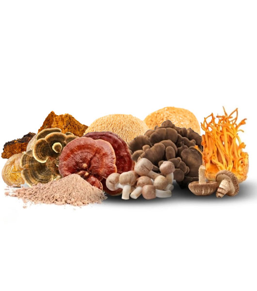 Mushroom Extract Supplier And Manufacturer