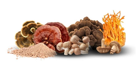 Mushroom Extract