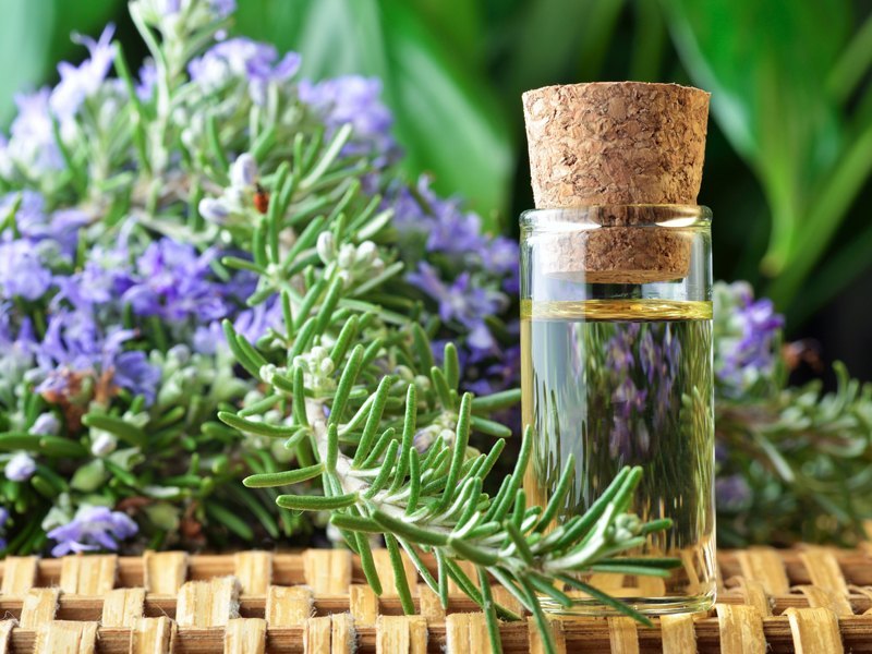 Rosemary Extract oil Vs. Rosemary Essential Oil